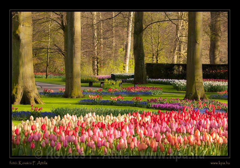 Keukenhof Hollandia 076.jpg